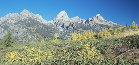 Framed Grand Teton 15 Print