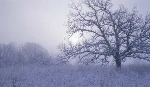Framed Snow Terrain Tree VI Print