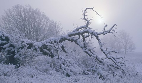 Framed Snow Terrain Tree II Print
