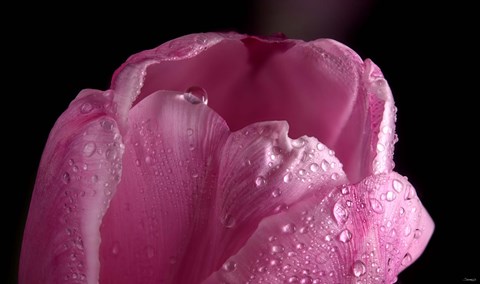 Framed Pink Tulip Petals And Dew Print