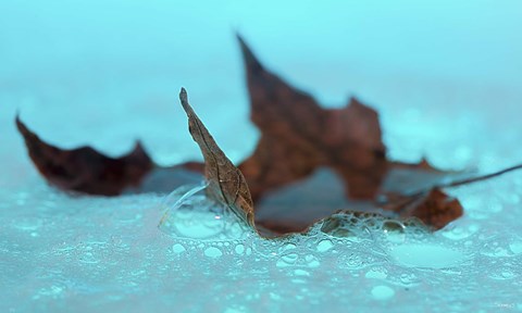 Framed Fall Leaf Floating In Blue Water Print