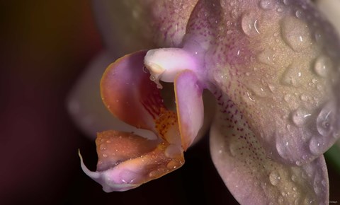 Framed Pink Spotted Flower Closeup On Purple Print