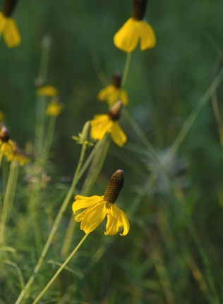 Framed Shades Of Nature Yellow Flowers Green Center I Print