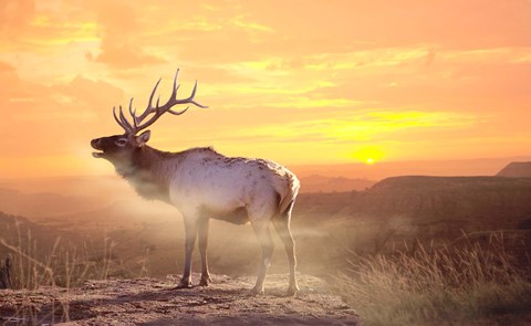 Framed Elk Sunrise In The Badlands Print