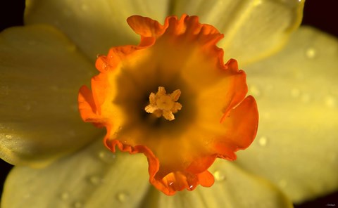 Framed Orange And Yellow Flower Closeup Print