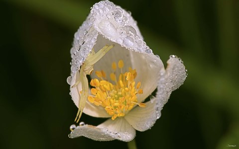 Framed North Shore White Flower With Dew Print