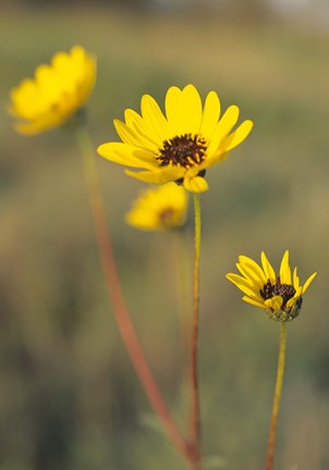 Framed Yellow Blooming Flower Trio Print