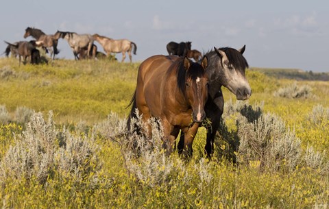 Framed Horses Grazing In Yellow And White Field II Print