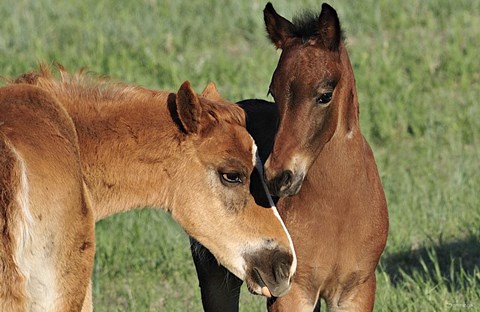 Framed Wildhorses 12 Print