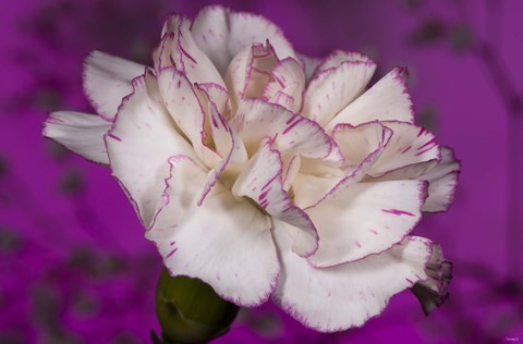 Framed Pink And White Carnation On Purple II Print