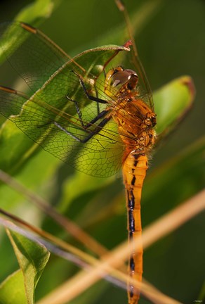 Framed Orange Dragonfly Under Green Leaf Print