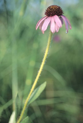 Framed Wild Pink Flower in Grass Print