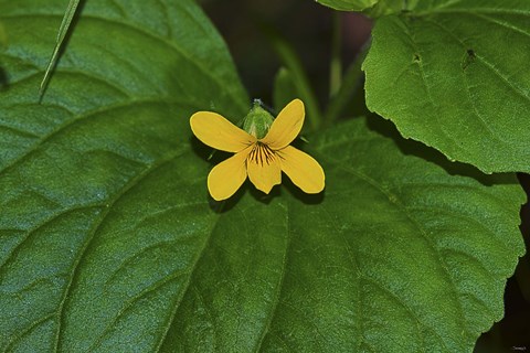 Framed Yellow Flower On Large Leaf Print