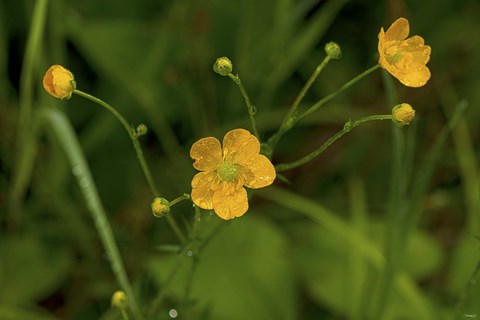 Framed North Shore Yellow Wildflowers Print