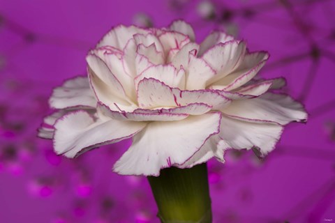 Framed Pink And White Carnation On Purple I Print