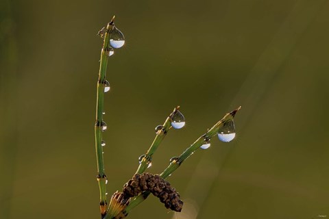 Framed Dew Covered Greenery Triplets Print