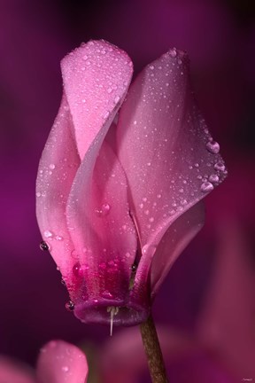 Framed Pink Cyclamen Flower On Stem Print