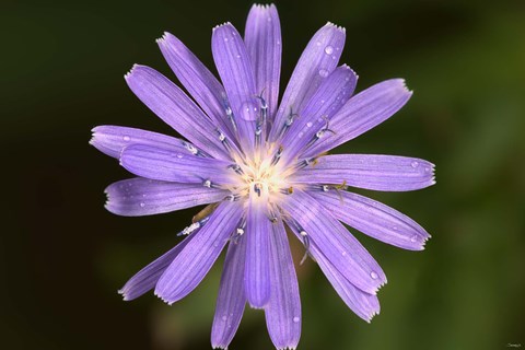 Framed Purple Flower Petals And Dew Closeup I Print