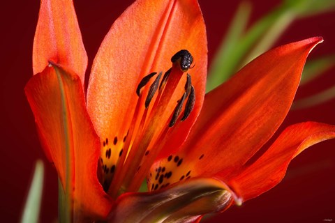 Framed Red Lily With Black Specks Print