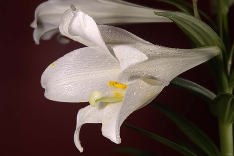 Framed White Lily On Red Print