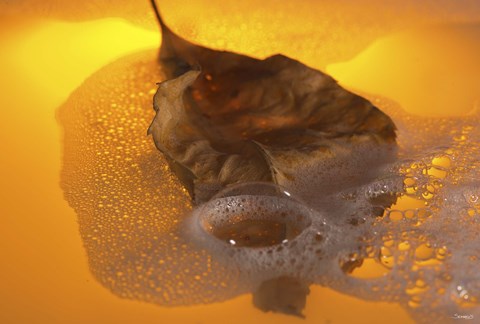 Framed Floating Fall Leaf I Print