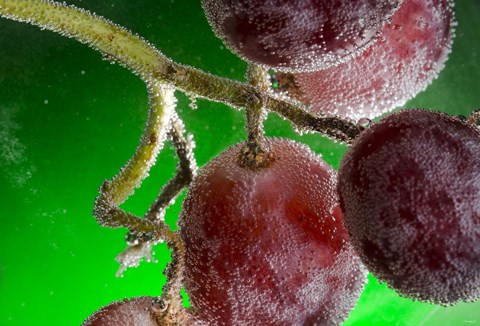 Framed Grapes Covered With Water Drops Print