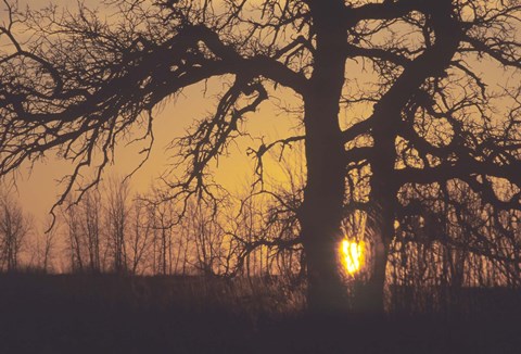 Framed Sunset And Tree Silhouettes III Print