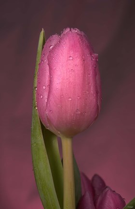 Framed Pink Tulip And Stem Print