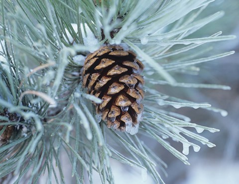 Framed Frosted Pine Cone And Pine Needles I Print