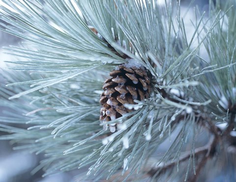 Framed Frosted Pine Cone And Pine Needles III Print