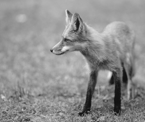 Framed Fox In Field Black And White II Print