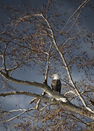 Framed Eagle In Fall Tree Print