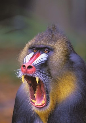 Framed Mandrill Yawn Print