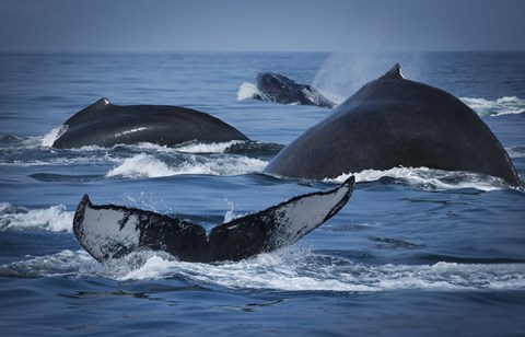 Framed Whale Tails And Humps Print