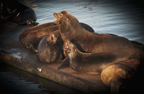 Framed Seal Chorus Print