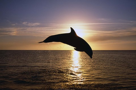 Framed Dolphin Sunset Dive I Print