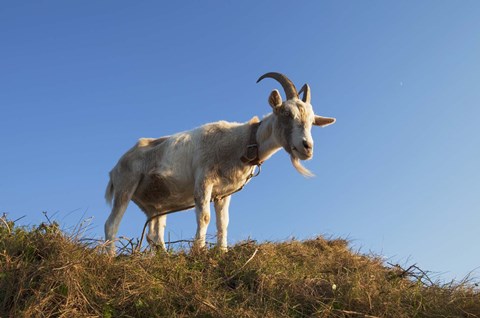 Framed Goat On Grass Print