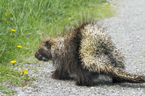 Framed Porcupine Promenade Print