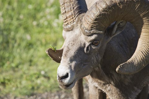 Framed Ram Closeup Print