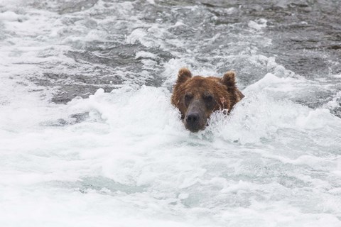 Framed Bear Wading Print