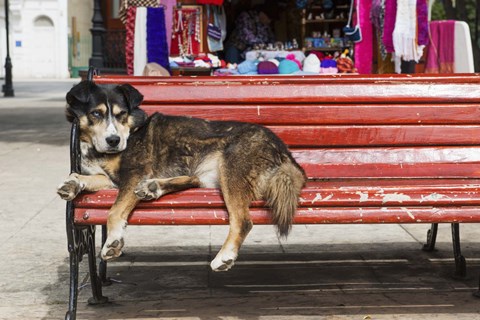 Framed Red Bench Dog Nap Print