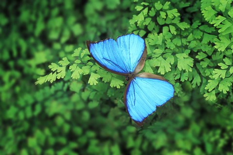 Framed Blue Butterfly Greenery Print