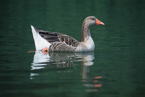 Framed Gray Goose Green Water Print