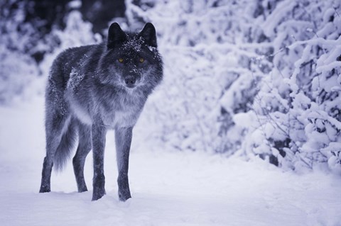 Framed Gray Wolf In Winter Snow Print