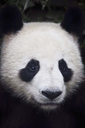 Framed Panda Closeup Print
