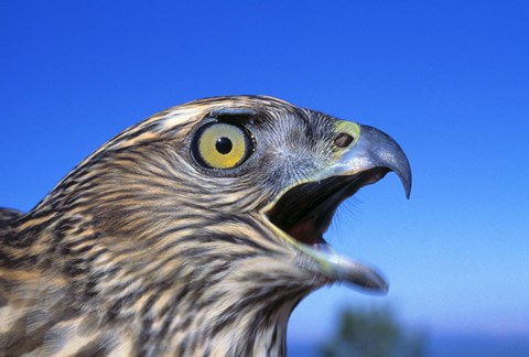 Framed Yellow Eyed Feathered Cry Print