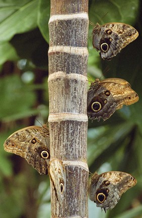 Framed Caligo Butterfly Meeting Print