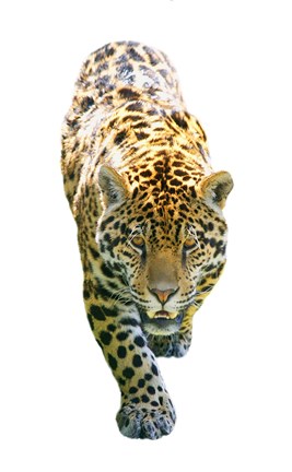 Framed Jaguar On White Print