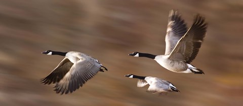 Framed Flying Geese Trio Print