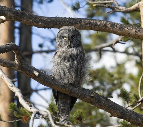 Framed Gray Owl Green Eyes Print